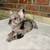 Available for Forever Homes 9 thumbnail