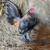 Bantam Chickens 1 thumbnail