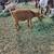 Nigerian Dwarf Doe's 9 thumbnail