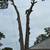 🌳 MC LANDSCAPE TREE SERVICE 🌳 5 thumbnail