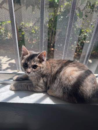 Rehoming Female Tabico Kitten 1