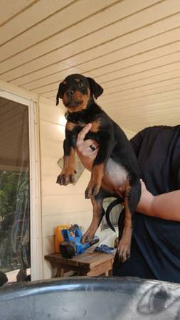 Rottweiler Puppies63812944032769121