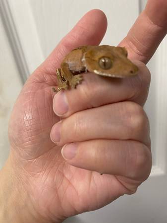 Crested Gecko (Twin Lake)63910107061507120