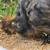14 silkie chickens 10 thumbnail