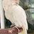 Female Goffins cockatoo 2 thumbnail