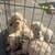 Golden doodle 7 thumbnail
