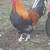 roosters 1 thumbnail