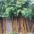 Clumping Alphonse Karr Bamboo 3 thumbnail