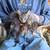 Barn kittens, mousers 1 thumbnail