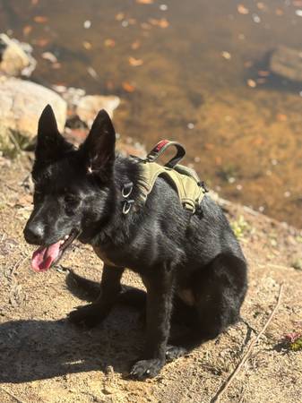 Black german shepherd 1