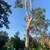 Tree removal & stump removal  - Tree Trimming - Fair Prices - txt pic for quote 11 thumbnail