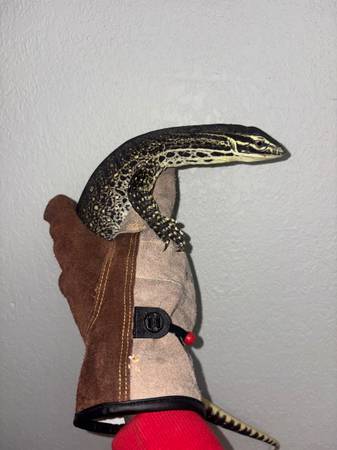 Argus monitor 1