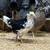Exchequer Leghorn Pullets Chicks Chicken Hen 2 thumbnail