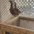 Asil gamefowl 7 thumbnail