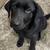 Full bread black five month old Labrador retriever 1 thumbnail