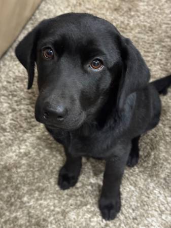 Full bread black five month old Labrador retriever 1