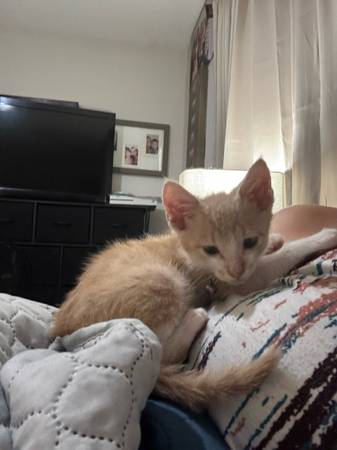 Female Kitten (Hampton)63882942449793121