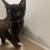 2 Month Female & Male kittens 8 thumbnail