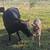 Mini brangus heifer 3 thumbnail