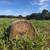 Fertilized Sudan 4' x 5' Rolls 4 thumbnail