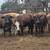 8 bred braford heifers 5 thumbnail