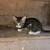 Barn cats / kittens need a good home 4 thumbnail