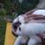 Rabbits 3 thumbnail
