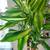 Beautiful plant in a gray ceramic planter 3 thumbnail