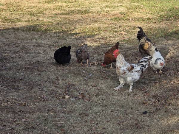 Roosters Ducks Birds 1