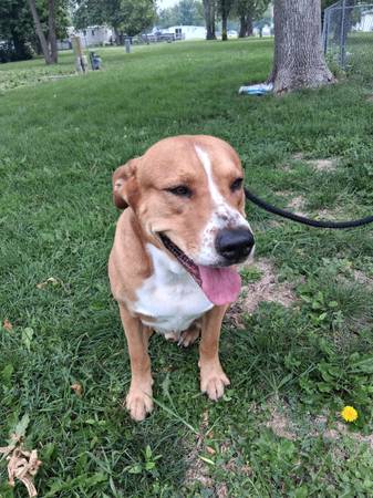 Rehoming dog (Fargo)63842059370243120