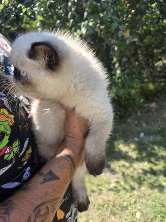 ESH kittens (Gatesville)63839344426369122