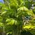 PALMS: Foxtails, Alexanders, Adonidias, and other plants 13 thumbnail