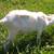 Saanen Buckling & Saanen/Alpine wethers 3 thumbnail
