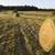 Horse Quality Square Hay Bales + Round Bales 1 thumbnail