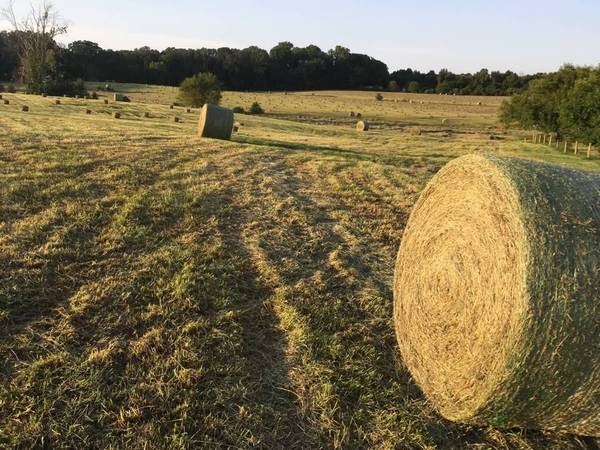 Horse Quality Square Hay Bales + Round Bales 1