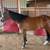 Gentle 4 yr old gelding 1 thumbnail