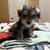 Mini Schnauzers 3 thumbnail