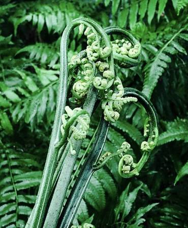 Organic Ono Edible Fern Plants 1