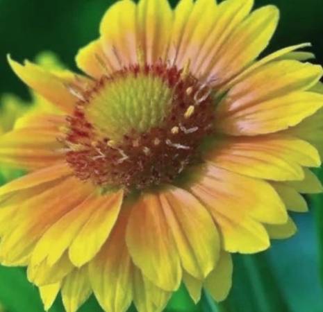 Perennial & HOSTA Sale!     Sat. 9am-12   * 1110 Johnson St.,Ames.  $ 1