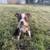 Boston Terrier Puppies 9 thumbnail