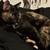 lost cat 2 thumbnail
