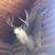 Antelope, Deer, Elk rack mounted 1 thumbnail