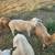 Katahdin lamb rams 1 thumbnail