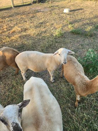 Katahdin lamb rams 1