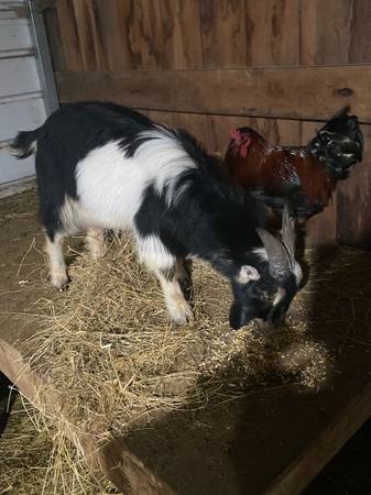 Nigerian Dwarf Bucks 1