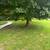 Trees Trimmed 2 thumbnail