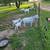 Full sized goats 3 thumbnail