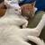 Rehoming beautiful white cat 4 thumbnail