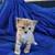 Himalaya Ragdoll mix kitchen Chocolate colored. 3 thumbnail