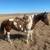 Paint mare 1 thumbnail